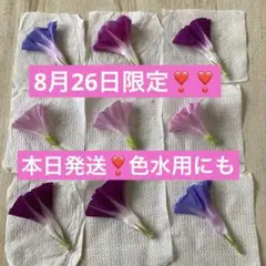 8月26日限定❣️❣️朝顔 色水用 乾燥朝顔花材 9枚セット