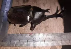 カブトムシ