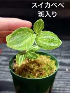 2025年最新】スイカぺぺ 斑入りの人気アイテム - メルカリ