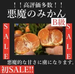 悪魔のみかん B級 3キロ