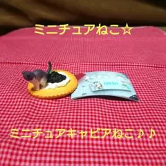 かわいい♪♪ミニチュアねこ☆ミニチュアキャビアねこ♪♪