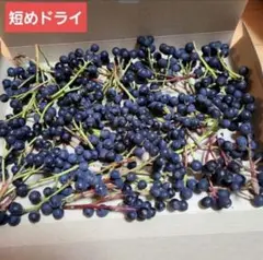 シャリンバイ　ドライ