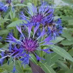 来春準備 レア 宿根草 セントーレア・モンタナ E