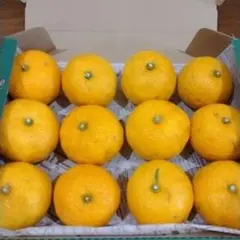 愛媛県産 山里 無農薬 柚子