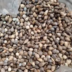 数珠玉　ジュズダマ　200g+予備20g