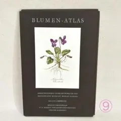 12番 Elsa Felsko 植物図鑑　図版 16枚 Blumen Atlas 12番 Elsa Felsko 植物図鑑 図版 16枚 Blumen Atlas - メルカリ