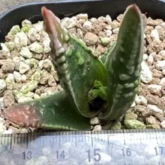 ケ*ン様 A205 特選 アガベ 多肉植物 ハオルチア 天使の涙 極めて美 5株 2025年最新】天使の涙 ハオルチアの人気アイテム - メルカリ