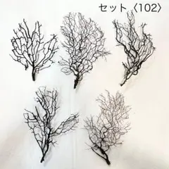 ウミウチワセット〈102〉