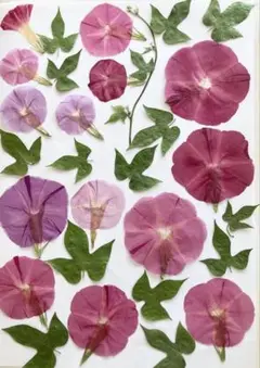 あさがおの押し花