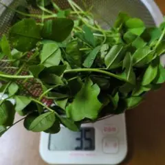 Item thumbnail for item f486be5c-47b9-4624-8df9-6b2c5fe13d50