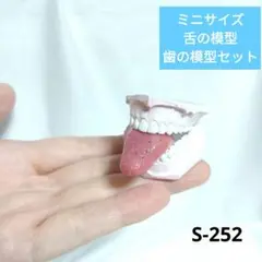 （S-252）ミニサイズの舌と歯の模型