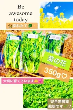 ❤️【大人気!リピート率高いです!】採れたて菜の花350g以上!完全無農薬❤️