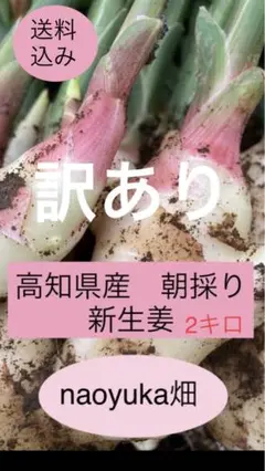 高知県産 朝採り新生姜 2キロ訳あり