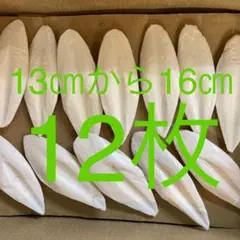 明石産いかの甲羅 カルトボーン カットルボーン カトルボーン 12枚