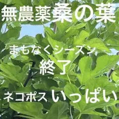 Item thumbnail for item 96d3f727-2d3a-4df3-844c-7bbda24b7136