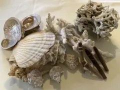 貝殻とサンゴの自然素材セット