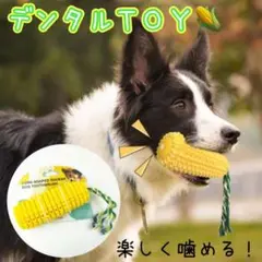 デンタル おもちゃ 犬 歯 愛犬 嚙む 歯ブラシ 歯磨き プール ペット用 人気