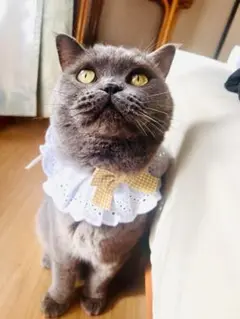 Item thumbnail for item e0ff7554-c4fd-4039-9132-94ef24cd7ba0