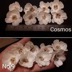 Cosmos 8輪 No.9