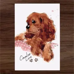 イラスト 原画 ポストカード 絵 【キャバリア】102