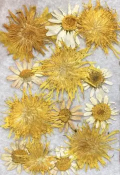 たんぽぽ　押し花