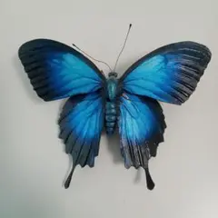 オオルリアゲハの引っ掛けられるオブジェ