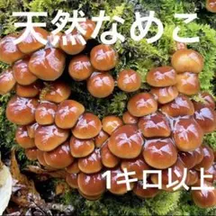⑦天然なめこ 1キロ以上 天然ナメコ きのこ キノコ 茸
