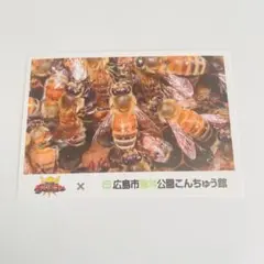 セイヨウミツバチ　キングオージャージャー　カード　森林公園こんちゅう館