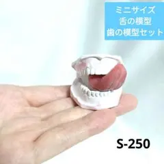 （S-250）ミニサイズの舌と歯の模型