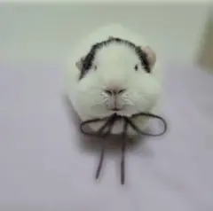 Item thumbnail for item dd6ab0f7-daac-4231-835a-3c4d98344bca