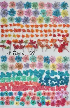 小花mix押し花　59