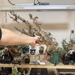 t*o様 CE11 コミフォラ エイル Commiphora sp.Ely 緑肌 isla del pescado - Commiphora sp. 'Eyl'-コンミフォラ sp. 'Eyl'
