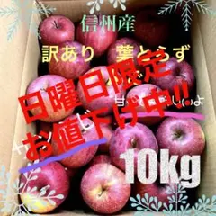 訳あり‼︎10kg♡長野県産サンふじ♡葉とらずりんご