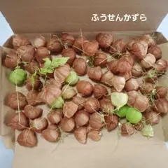 ふうせんかずら　種　実
