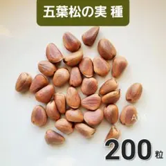 ￼朝鮮五葉松　殻付き松の実2キロその他 朝鮮五葉松 殻付き松の実 暗 その他