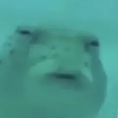 ふり専用