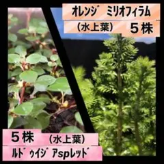 水草◆2点セット◆オレンジ ミリオフィラム◆ルドウィジア スーパーレッド