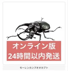 オンライン版　いきもの大図鑑アドバンス　コーカサスオオカブト　モーレンカンプ