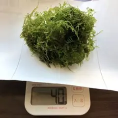 ウィローモス【40g】