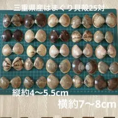三重県伊賀市はまぐり貝殻 25対