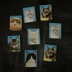 ご機嫌ナナメな猫の証明写真 ナメ猫 ガチャガチャ