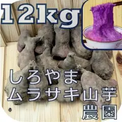 紫山芋(土付き)12kg