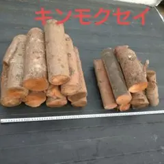 金木犀 キンモクセイ 丸太 (冷蔵庫横ー1短め)