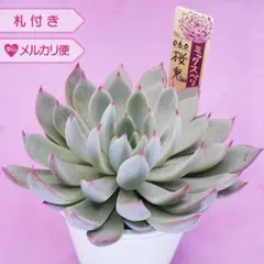 2025年最新】多肉植物おらいさん苗札付きの人気アイテム - メルカリ