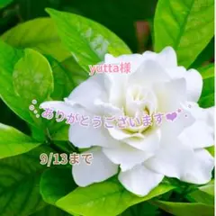yutta様 おまとめパーツ(˘͈ᵕ ˘͈ *)♡