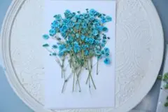 押し花カラフルかすみ草20本