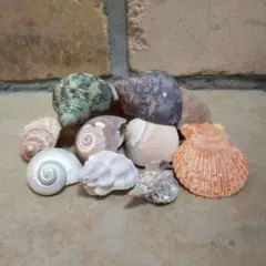 貝殻　ハンドメイド　巻貝　ヤドカリ16個セット