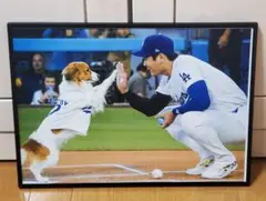祝ドジャース大谷翔平 2024年MVP獲得！A3サイズポスターフレーム付き⑤