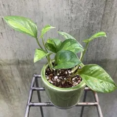 モンステラ1 斑入　黄斑　グリーンオングリーン　デリシオーサ　新芽展開中 緑斑系デリシオーサは美しいだけでなく育てやすさも最強クラス