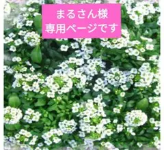 専用ページです